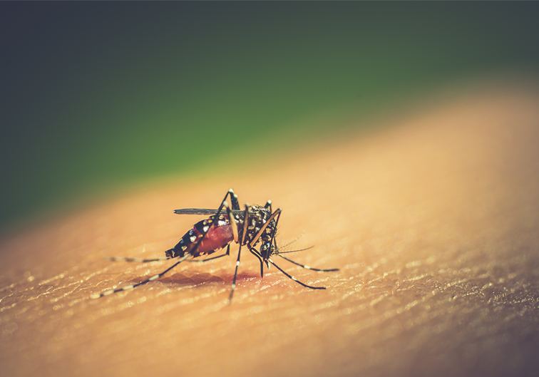 793x529-dengue 793x529-dengue
