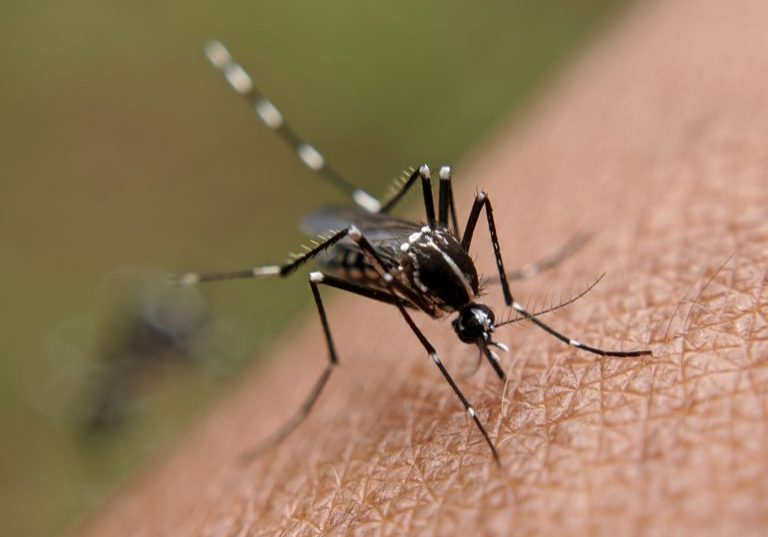 dengue